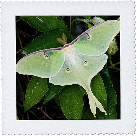 3dRose qs_206689_2 Luna Moth on Carnaby Clematis, SP, Marion Co Il Quilt Square, 6 by 6