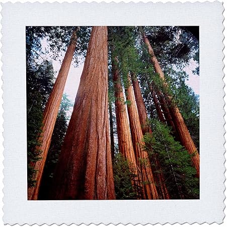 3dRose USA, California, Sierra Nevada. Sequoia Redwood Trees in The Sierra. - Quilt Square, 12 by 12-Inch (qs_208621_4)