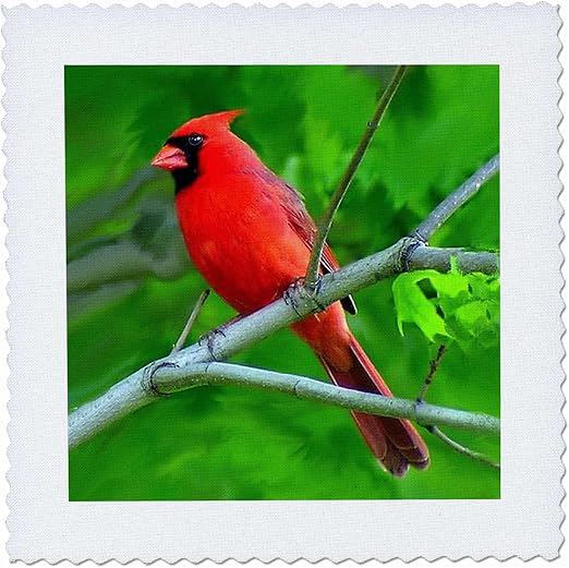 3dRose qs_3121_2 Red Cardinal Quilt Square, 6 by 6-Inch