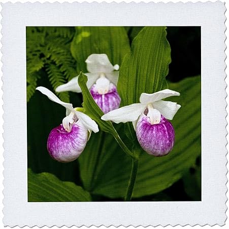 3dRose qs_92113_2 Mn, Itasca Sp, Showy Lady-Slipper Flower-Us27 Pha0000-Peter Hawkins-Quilt Square, 6 by 6-Inch