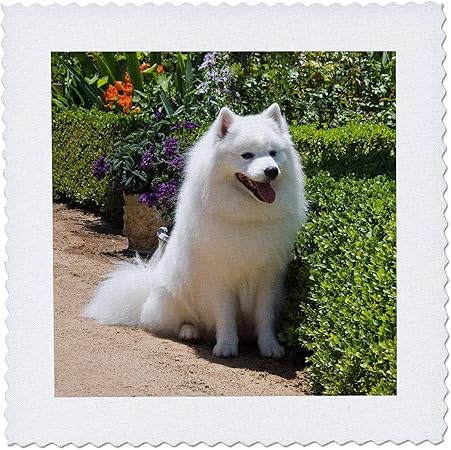 3dRose qs_88781_1 American Eskimo Dog US05 ZMU0082 Zandria Muench Beraldo Quilt Square, 10 by 10-Inch