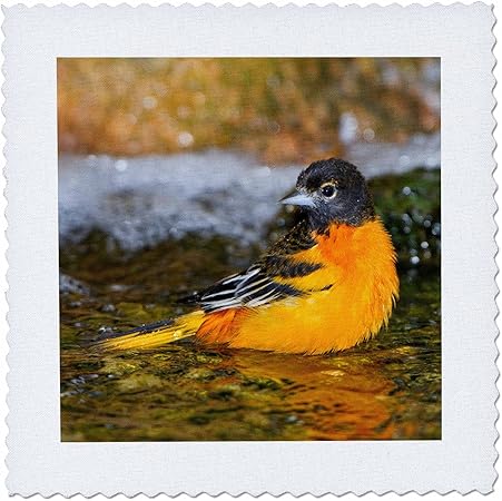 3dRose qs_207198_3 Baltimore Oriole Male Bathing, Marion, Illinois, USA Quilt Square, 8 by 8