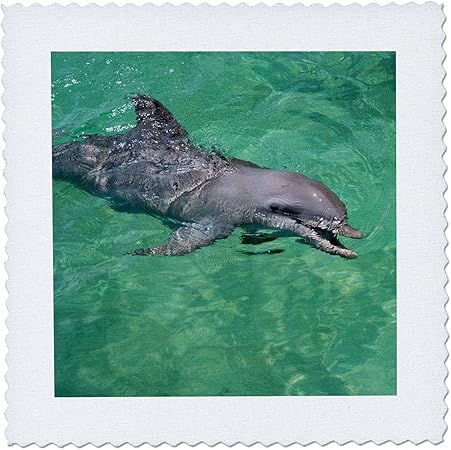 3dRose Honduras, Honduran Bay Islands. Anthonys Key, Bottlenose Dolphin. -Quilt Square, 6 by 6-inch (qs_209458_2)