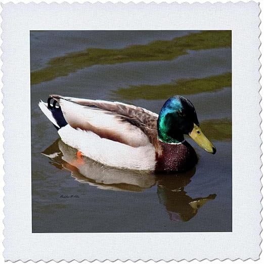 3dRose qs_6565_1 Mallard Duck-Photography-Quilt Square, 10 by 10-Inch