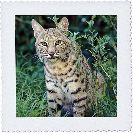 3dRose qs_83596_1 Bobcat Wildlife NA02 AJE0286 Adam Jones Quilt Square, 10 by 10-Inch