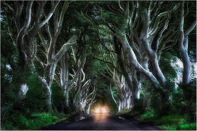 Trademark Fine Art 'The Dark Hedges' Canvas Art by Aida Ianeva