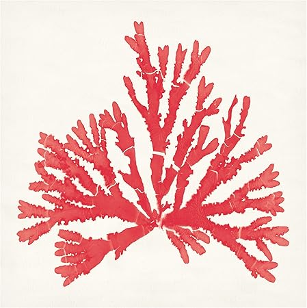 Trademark Fine Art 'Pacific Sea Mosses IV Red' Canvas Art by Wild Apple Portfolio 14x14