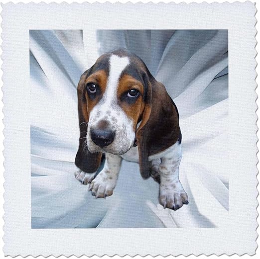 3dRose qs_4267_1 Basset Hound Quilt Square, 10 by 10-Inch