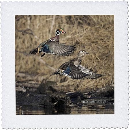 3dRose 12x12 inch Quilt Square, A Male and Female Wood Duck take Flight. Seattle