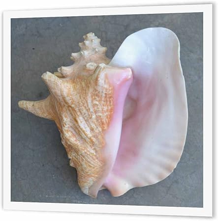 3D Rose ht_26133_1 Conch Shell