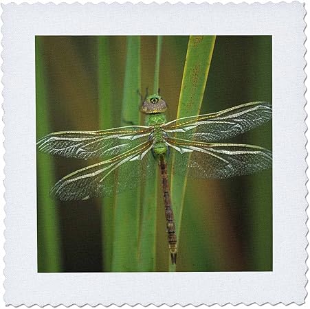 3dRose qs_83303_3 Green Darner Dragonfly Insect on Reeds-Na01 Bja0017-Jaynes Gallery-Quilt Square, 8 by 8-Inch