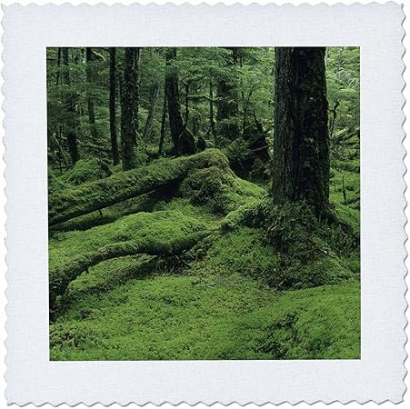 3dRose qs_87576_2 Alaska, Tongass National Forest, Rainforest - US02 KSC0030 - Kevin Schafer - Quilt Square, 6 by 6-Inch