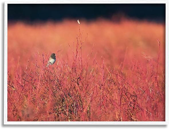 Stupell Industries Bird in Red Field White Framed Giclee Art Design by Nancy Crowell