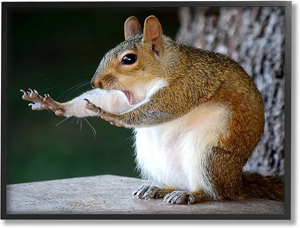 Stupell Industries Funny Shocked Pose Squirrel Framed Giclee Art by Mary McGowan