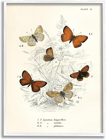 Stupell Industries Vintage Butterfly Studies Framed Giclee Art by Piddix