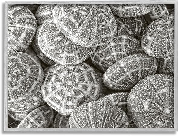 Stupell Industries Pewter Sea Urchins Photography Gray Framed Giclee Art Design by Graffi*Tee Studios