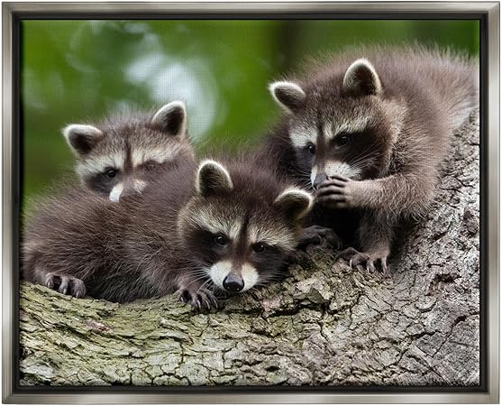 Stupell Industries Raccoon Babies in Tree Framed Floater Canvas Wall Art by Jan Piecha