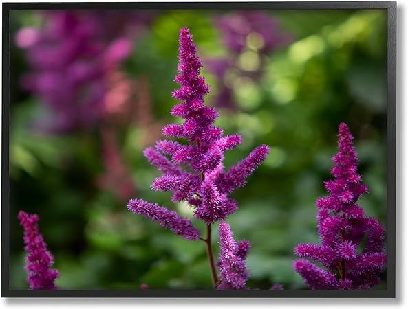 Stupell Industries Purple Flower in Nature Black Framed Giclee Art Design by Aaron Matheson